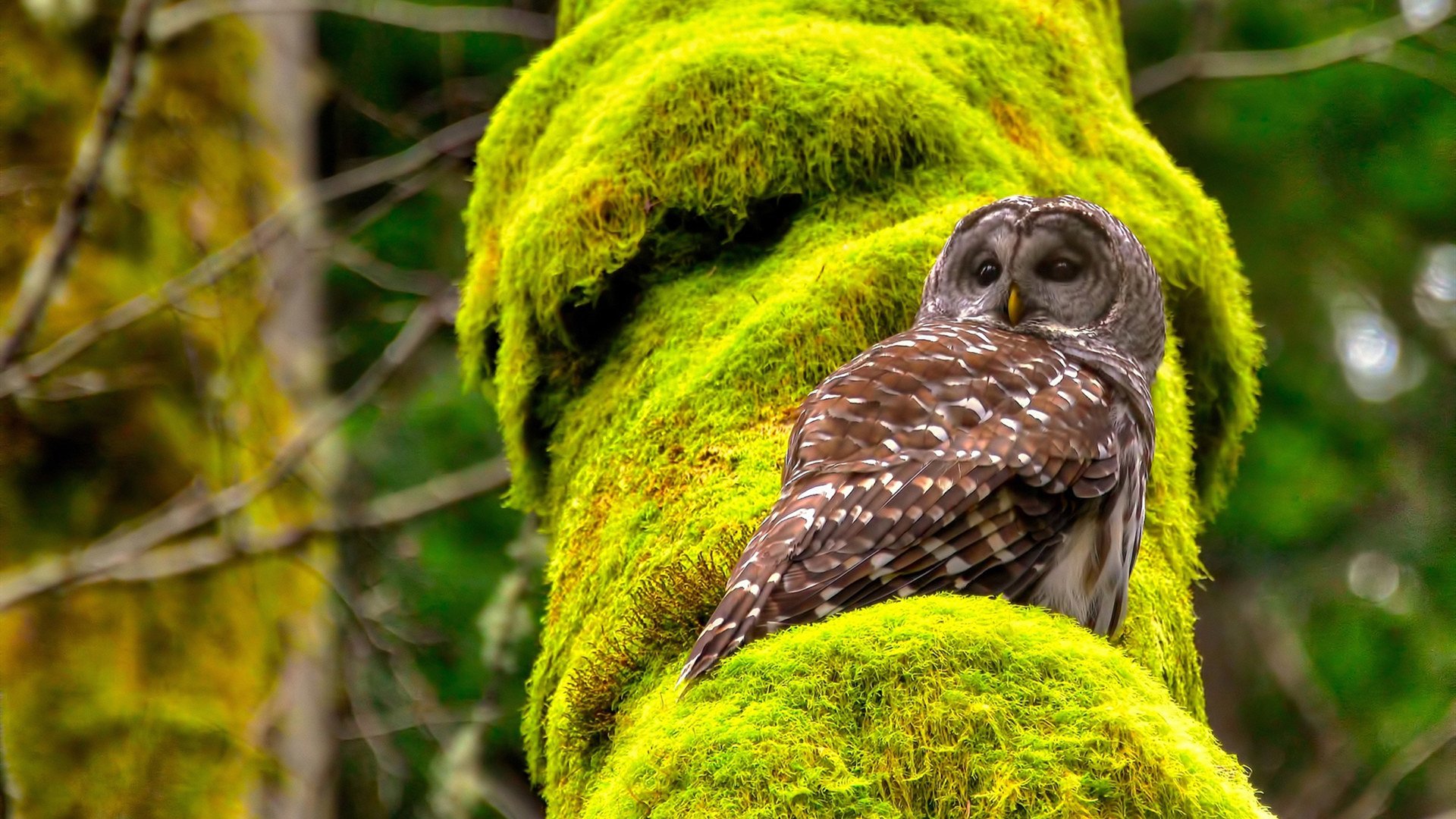 篮网一波流击溃魔术,字母哥季后赛模式开启,统治力背后的篮球哲学