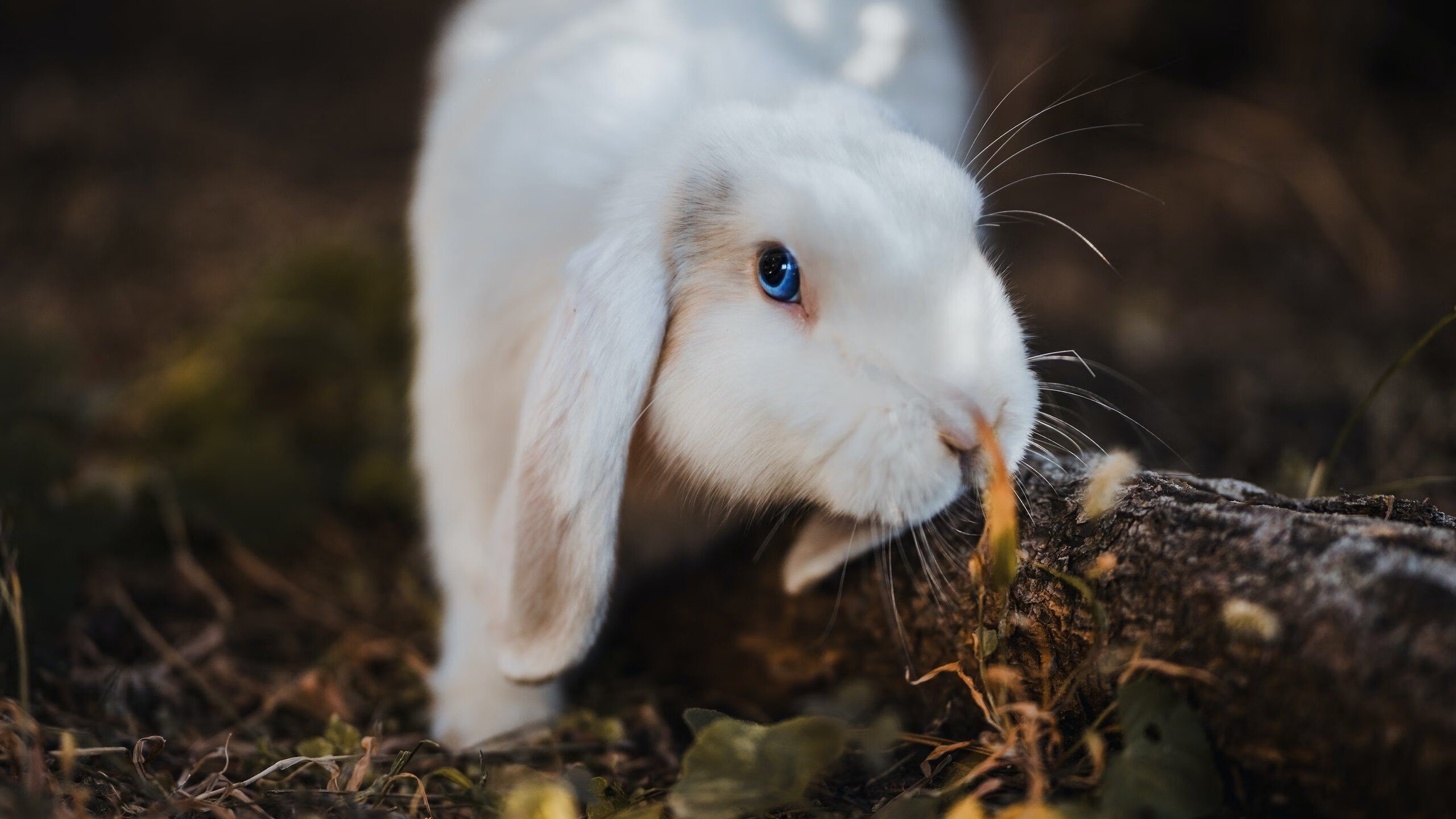 恩比德爆发难救主,凯尔特人压哨绝杀公牛诠释团队韧性